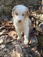 Bentley , a male Australian Shepherd for sale in Grants Pass, OR – 1 of 4