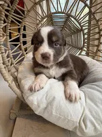 Mary Ann, a female Australian Shepherd for sale in Grants Pass, OR – 2 of 10