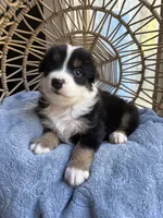 Charlie, a male Australian Shepherd for sale in Grants Pass, OR – 8 of 9