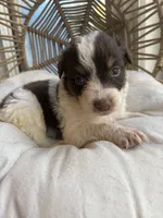 Cash, a male Australian Shepherd for sale in Grants Pass, OR – 2 of 5