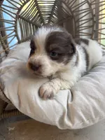 Cora, a female Australian Shepherd for sale in Grants Pass, OR – 3 of 7