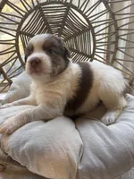 Lou, a male Australian Shepherd for sale in Grants Pass, OR – 4 of 6