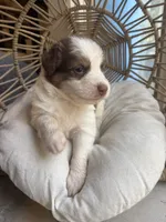 Lou, a male Australian Shepherd for sale in Grants Pass, OR – 3 of 6