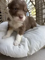Zorro, a male Australian Shepherd for sale in Grants Pass, OR – 4 of 5