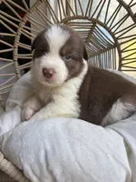 Hunter, a male Australian Shepherd for sale in Grants Pass, OR – 5 of 10