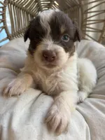Cash, a male Australian Shepherd for sale in Grants Pass, OR – 4 of 5