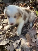 Bentley , a male Australian Shepherd for sale in Grants Pass, OR – 4 of 4