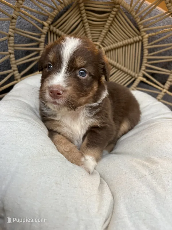 Lilo – Australian Shepherd puppy for sale in Grants Pass, OR