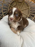 Lilo, a female Australian Shepherd for sale in Grants Pass, OR – 1 of 6