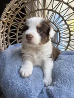 Elliot , a male Australian Shepherd for sale in Grants Pass, OR – 4 of 4