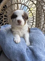 Elliot , a male Australian Shepherd for sale in Grants Pass, OR – 2 of 4