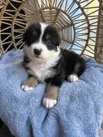 Charlie, a male Australian Shepherd for sale in Grants Pass, OR – 9 of 9