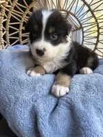 Charlie, a male Australian Shepherd for sale in Grants Pass, OR – 4 of 9