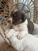 Apollo, a male Australian Shepherd for sale in Grants Pass, OR – 4 of 6