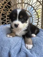 Charlie, a male Australian Shepherd for sale in Grants Pass, OR – 6 of 9