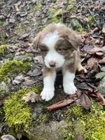 Brownie, a male Australian Shepherd for sale in Grants Pass, OR – Photo 5 of 10