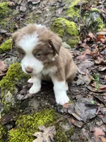 Brownie, a male Australian Shepherd for sale in Grants Pass, OR – Photo 9 of 10