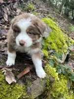 Brownie, a male Australian Shepherd for sale in Grants Pass, OR – Photo 3 of 10