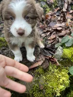 Brownie, a male Australian Shepherd for sale in Grants Pass, OR – Photo 6 of 10