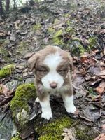 Brownie, a male Australian Shepherd for sale in Grants Pass, OR – Photo 4 of 10