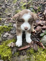 Brownie, a male Australian Shepherd for sale in Grants Pass, OR – Photo 2 of 10