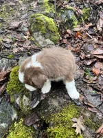 Brownie, a male Australian Shepherd for sale in Grants Pass, OR – Photo 10 of 10