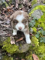 Brownie, a male Australian Shepherd for sale in Grants Pass, OR – Photo 8 of 10