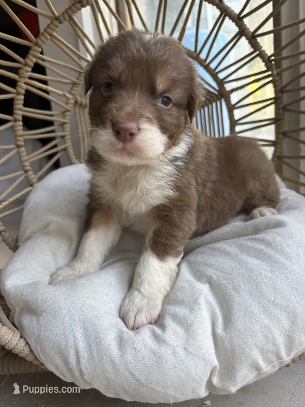 Zorro – Australian Shepherd puppy for sale in Grants Pass, OR