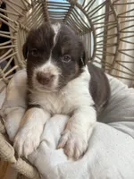 Apollo, a male Australian Shepherd for sale in Grants Pass, OR – 1 of 6