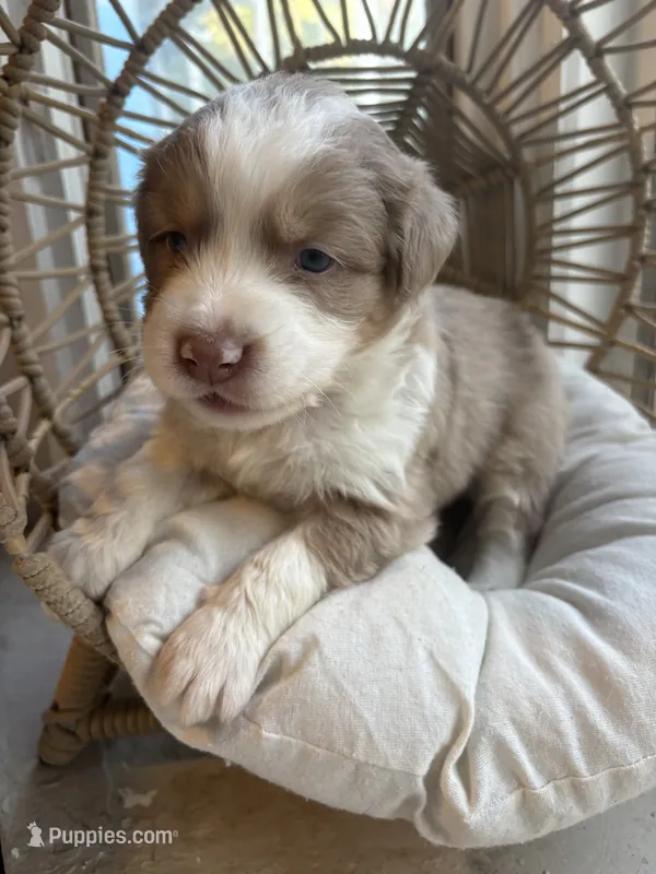 Everett – Australian Shepherd puppy for sale in Grants Pass, OR