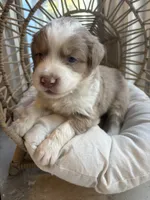 Everett, a male Australian Shepherd for sale in Grants Pass, OR – 1 of 5