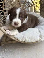Marisabell, a female Australian Shepherd for sale in Grants Pass, OR – 2 of 6