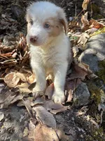 Bentley , a male Australian Shepherd for sale in Grants Pass, OR – 3 of 4