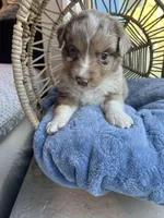 Sven, a male Australian Shepherd for sale in Grants Pass, OR – Photo 1 of 2