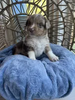 Sven, a male Australian Shepherd for sale in Grants Pass, OR – Photo 2 of 2