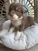 Zorro, a male Australian Shepherd for sale in Grants Pass, OR – 2 of 5