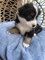 Charlie, a male Australian Shepherd for sale in Grants Pass, OR – 7 of 9