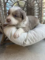Everett, a male Australian Shepherd for sale in Grants Pass, OR – 4 of 5