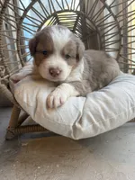 Everett, a male Australian Shepherd for sale in Grants Pass, OR – 5 of 5