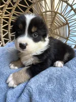 Charlie, a male Australian Shepherd for sale in Grants Pass, OR – 5 of 9