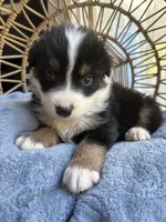 Charlie, a male Australian Shepherd for sale in Grants Pass, OR – 2 of 9
