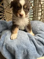 Levi, a male Australian Shepherd for sale in Grants Pass, OR – Photo 7 of 9