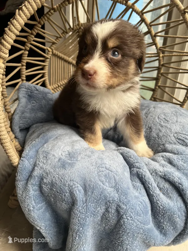Levi – Australian Shepherd puppy for sale in Grants Pass, OR