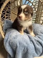 Levi, a male Australian Shepherd for sale in Grants Pass, OR – Photo 1 of 9