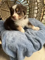 Levi, a male Australian Shepherd for sale in Grants Pass, OR – Photo 3 of 9
