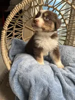 Levi, a male Australian Shepherd for sale in Grants Pass, OR – Photo 2 of 9