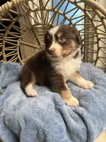 Levi, a male Australian Shepherd for sale in Grants Pass, OR – Photo 5 of 9