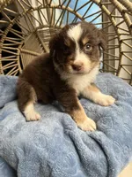 Levi, a male Australian Shepherd for sale in Grants Pass, OR – Photo 6 of 9