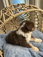 Levi, a male Australian Shepherd for sale in Grants Pass, OR – Photo 8 of 9