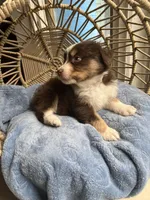 Levi, a male Australian Shepherd for sale in Grants Pass, OR – Photo 9 of 9